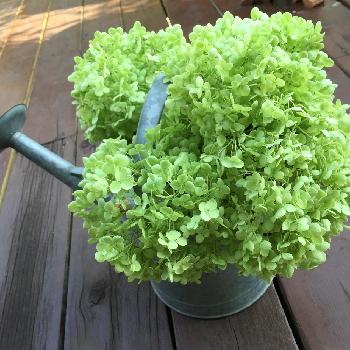 1467603265806_thum_1467603265117_thum_tmp