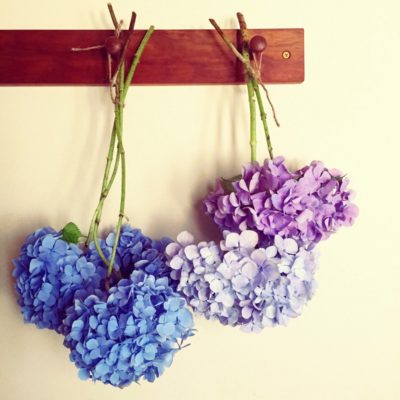 アジサイはドライフラワーにして楽しみましょ♡ 上手にドライにする
