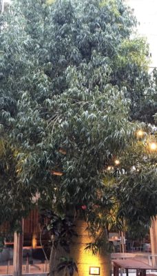 IMG_8088 - コピー