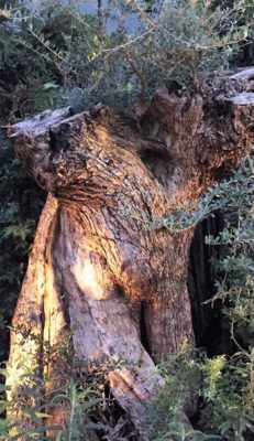 IMG_8172 - コピー