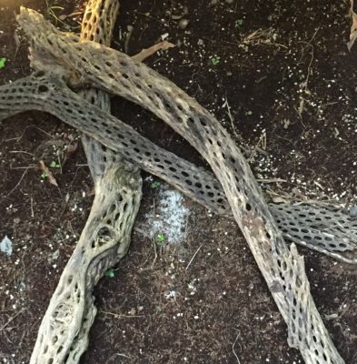 IMG_8109 - コピー