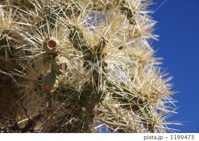 キリンドロプンティア・ビゲロフィー