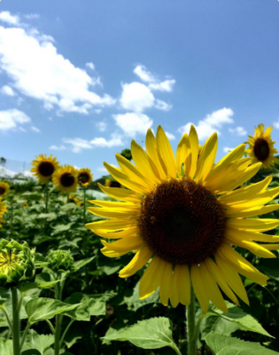 スクリーンショット 2016-08-10 13.31.58