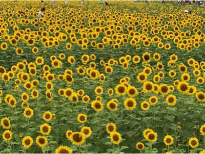 スクリーンショット 2016-08-10 13.37.17