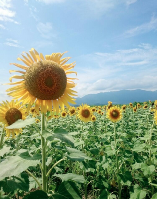 スクリーンショット 2016-08-10 13.39.47