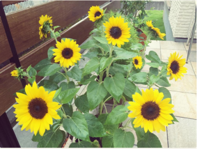 スクリーンショット 2016-08-11 11.50.55