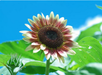 スクリーンショット 2016-08-11 12.17.26