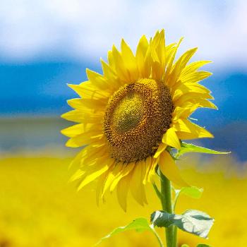 1470529115023_thum_1470529114516_thum_tmp