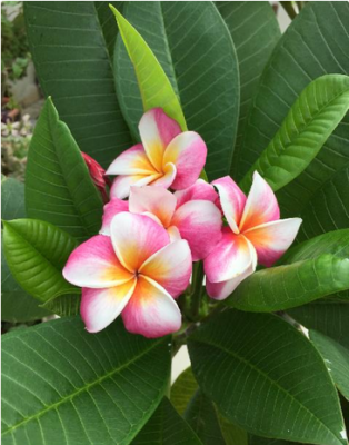 スクリーンショット 2016-08-26 6.41.13