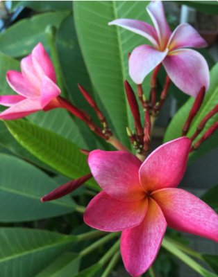 スクリーンショット 2016-08-26 8.47.16