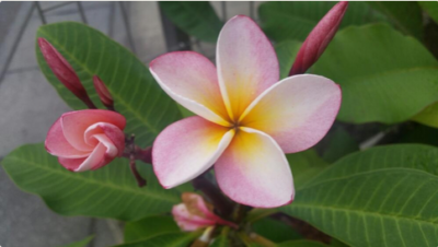 スクリーンショット 2016-08-26 9.07.10