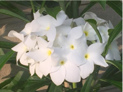 スクリーンショット 2016-08-26 10.03.52