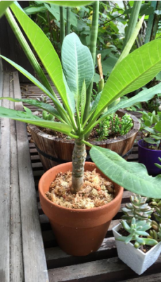 スクリーンショット 2016-08-26 10.15.22