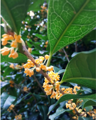 スクリーンショット 2016-09-29 10.10.26