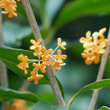 1445137121934_thum_1445137121085_thum_sample