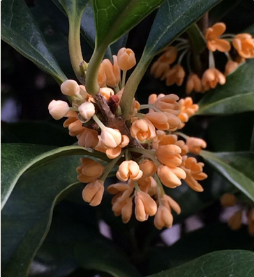 スクリーンショット 2016-09-29 10.22.07