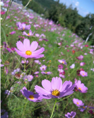 スクリーンショット 2016-10-05 13.57.23