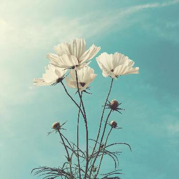 1475013676386_thum_1475013675808_thum_tmp