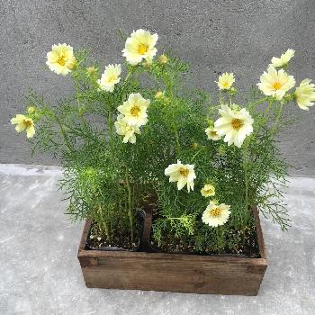 1474695826949_thum_1474695826390_thum_tmp