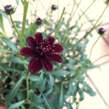 1446560405734_thum_1446560402537_thum_tmp