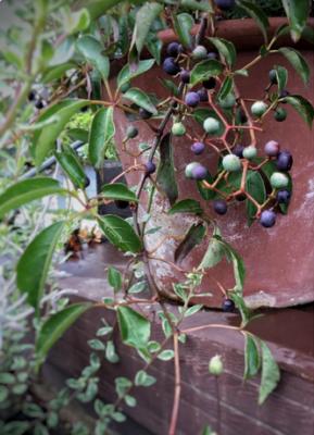 スクリーンショット 2016-10-07 14.30.56