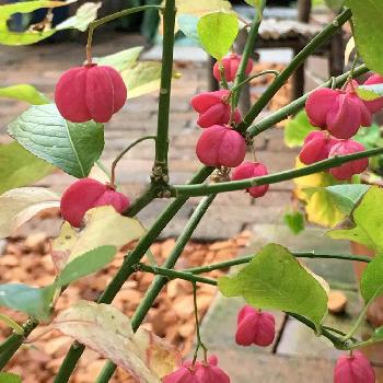 1475298600234_thum_1475298599813_thum_tmp