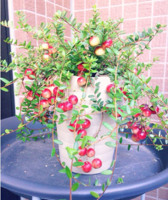 スクリーンショット 2016-10-07 14.36.53