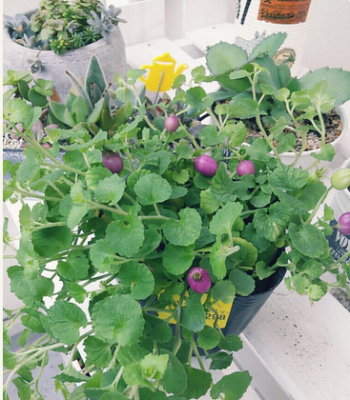 スクリーンショット 2016-10-07 14.41.42