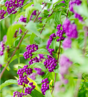 スクリーンショット 2016-10-07 15.04.01