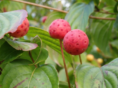 スクリーンショット 2016-10-07 15.13.44