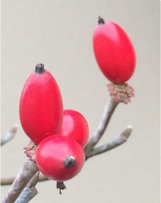 スクリーンショット 2016-10-07 17.25.34