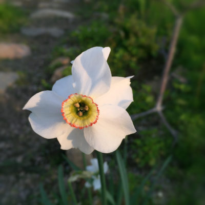 Photo by BEEさん@GreenSnap