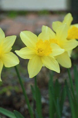Photo by asamiさん@GreenSnap