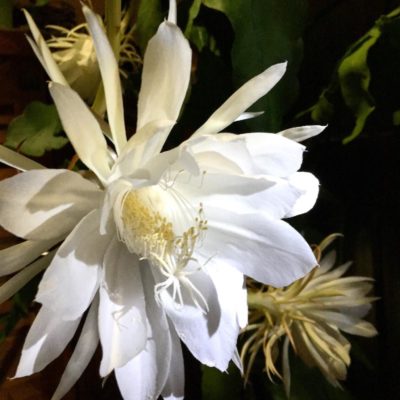 Photo by maruさん@GreenSnap