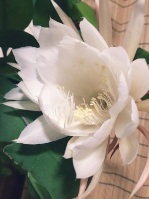 Photo by ゆめさん@GreenSnap