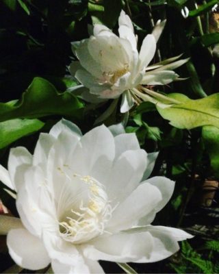 Photo by はとこさん@GreenSnap