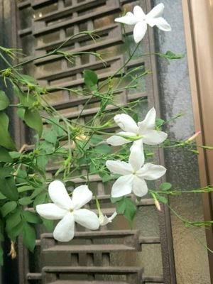 お茶や香水だけじゃない ジャスミンの花の魅力 Greensnap グリーンスナップ