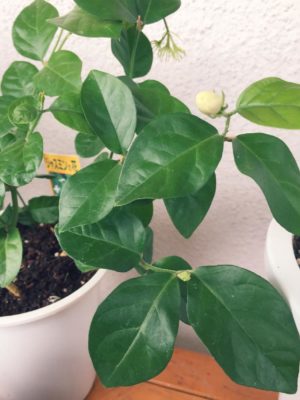 Photo by しぃ｡:°ஐ♡*さん@GreenSnap