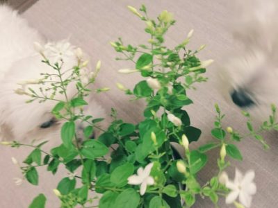 Photo by **雅**さん@GreenSnap