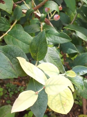 Photo by mioさん@GreenSnap