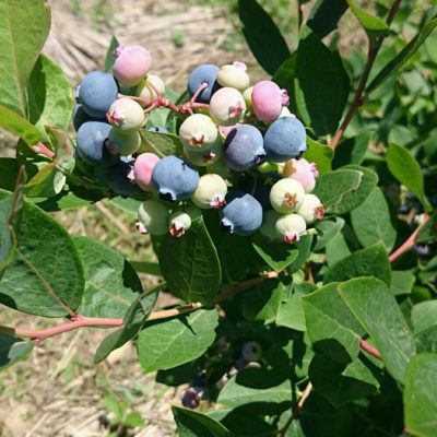 Photo by ぴろりさん@GreenSnap