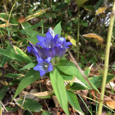 Photo by マチ子さん@GreenSnap 