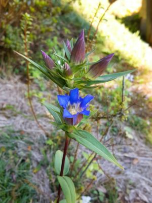 Photo by torihitoさん@GreenSnap 