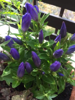 Photo by satsuki6さん@GreenSnap 