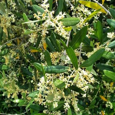 食べて美味しくヘルシーなオリーブの花を咲かせてみませんか Greensnap グリーンスナップ