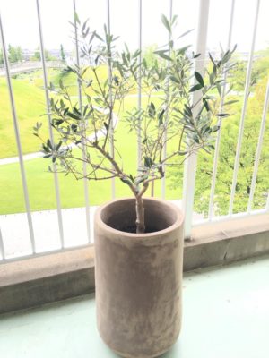 Photo by lumpenさん@GreenSnap