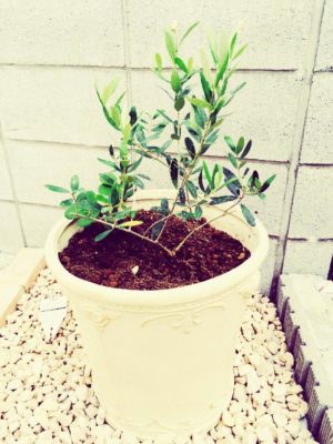 Photo by chiccaさん@GreenSnap