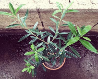 Photo by тамараさん@GreenSnap