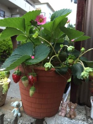 Photo by ゆみゆみゆさん@GreenSnap