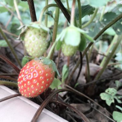 いちごに花を咲かせて実を収穫してみよう Greensnap グリーンスナップ